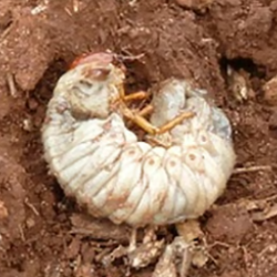 Coró Phyllophaga cuyabana