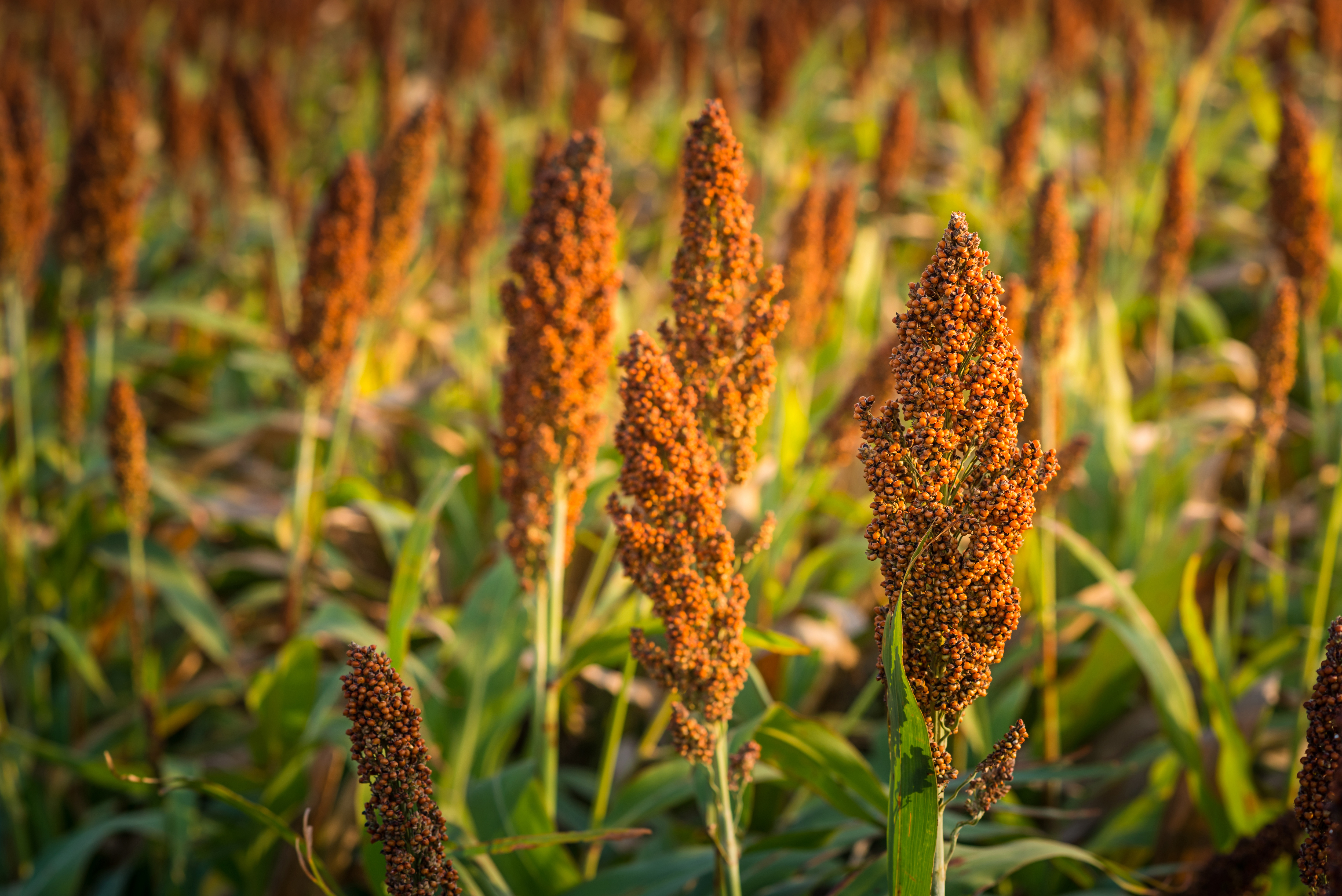 Imagem sorgo