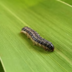 Lagarta-do-cartucho