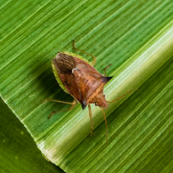 Percevejos Dichelops spp.