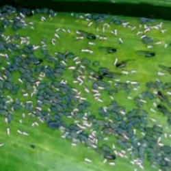Pulgão-do-milho