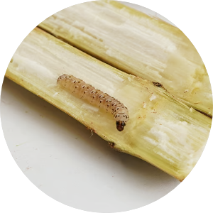 Broca-do-colmo