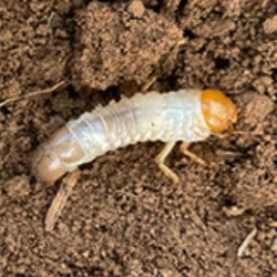 Coró Liogenys fuscus