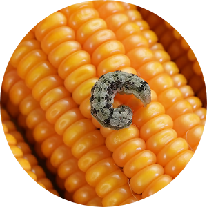 Lagarta-da-espiga