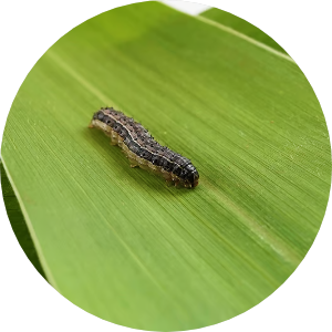 Lagarta-do-cartucho