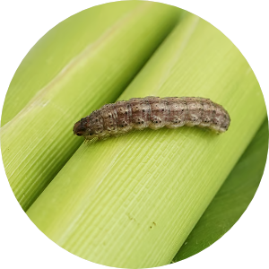 Lagarta-rosca