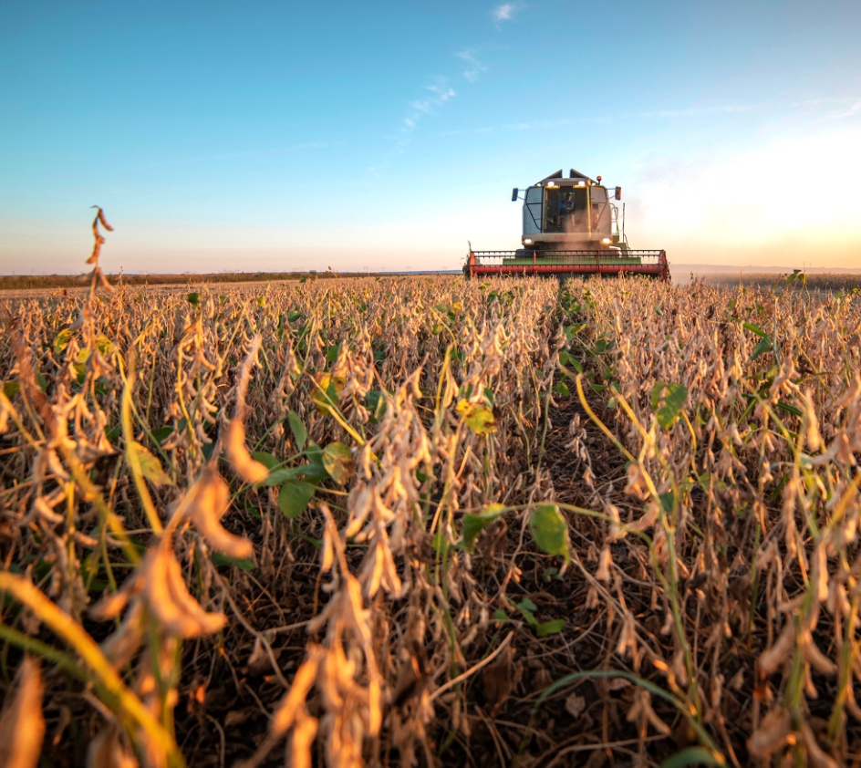 Soybean Harvest Beauty Shot