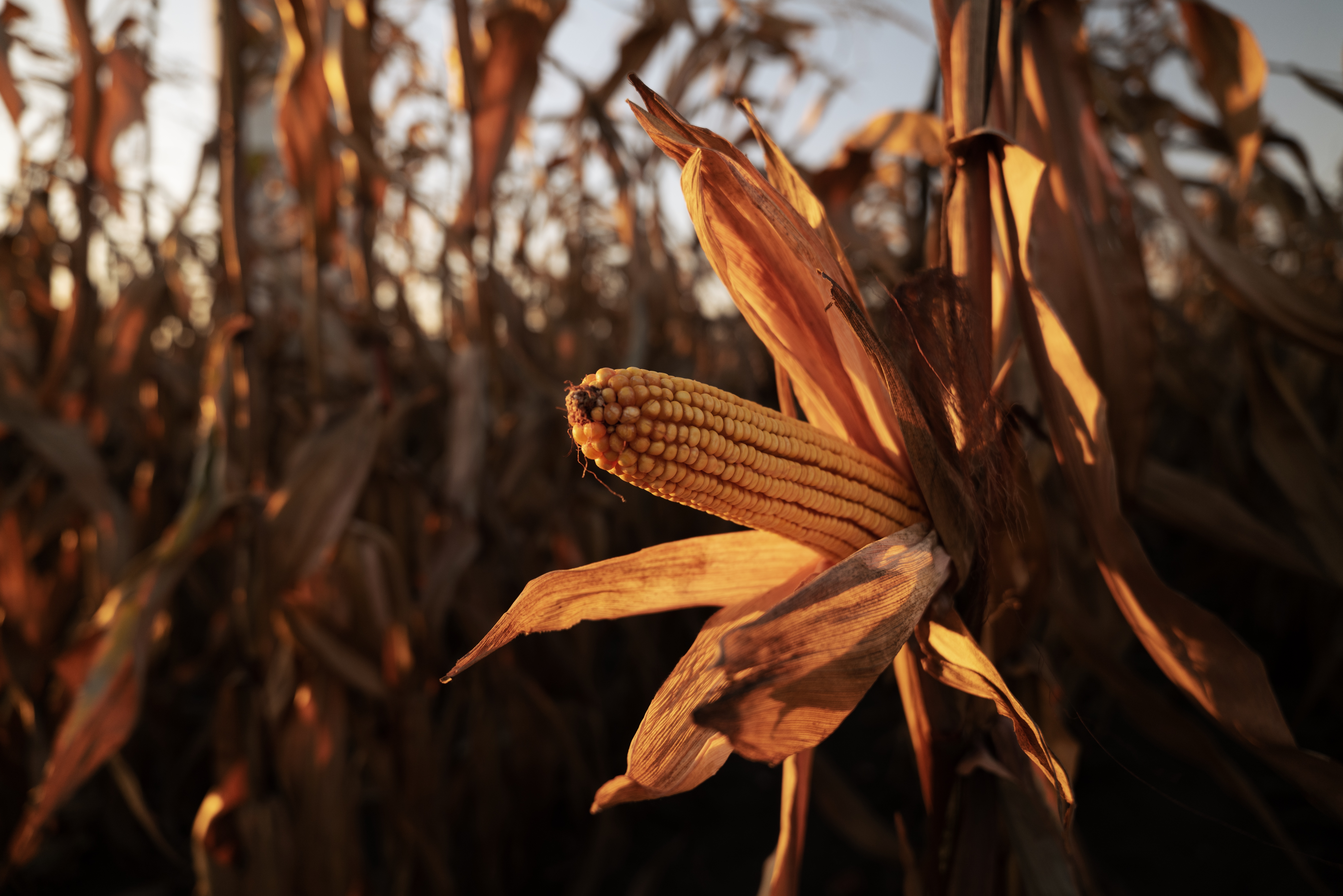 A sunset photo of a corn cobb