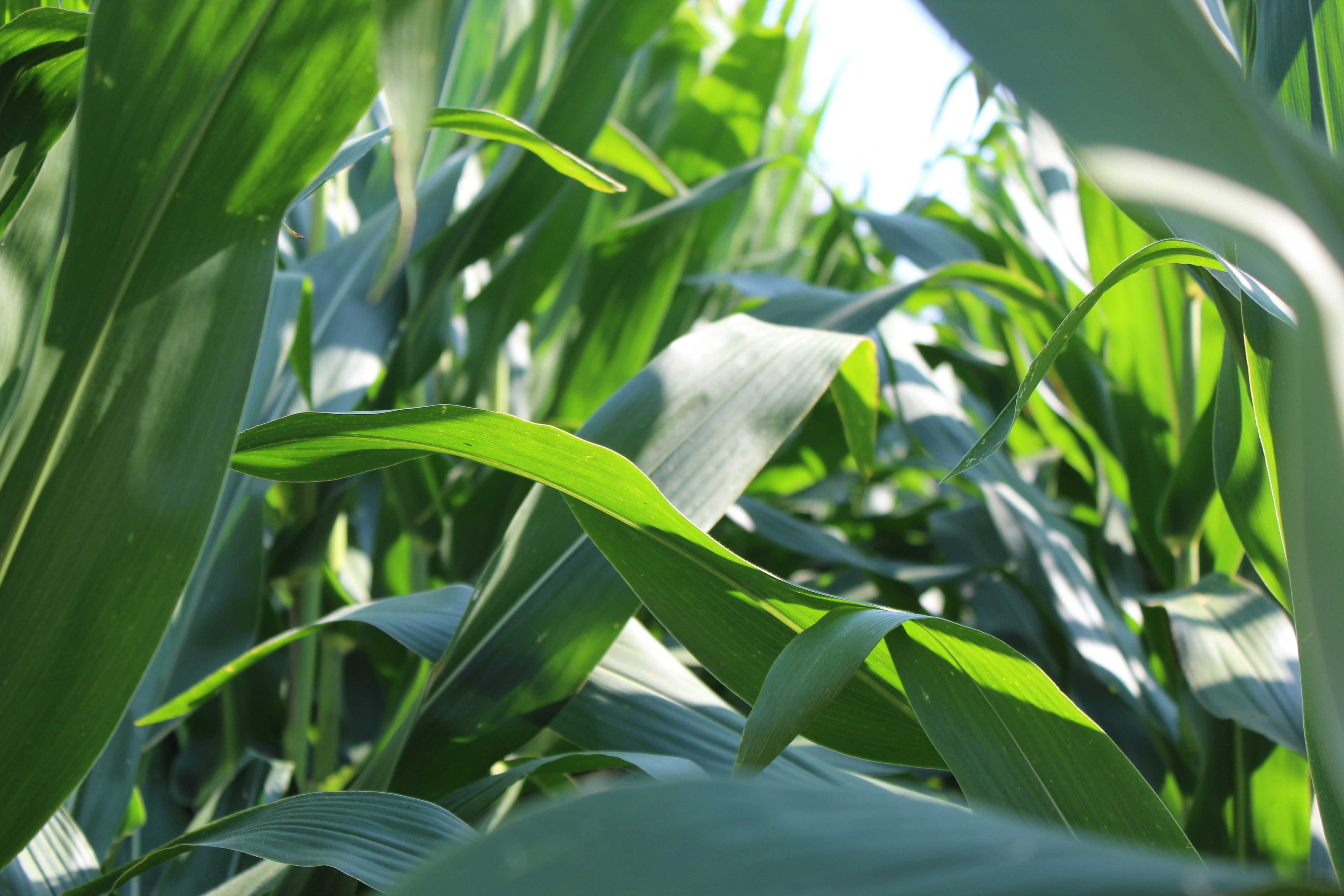 green corn up close