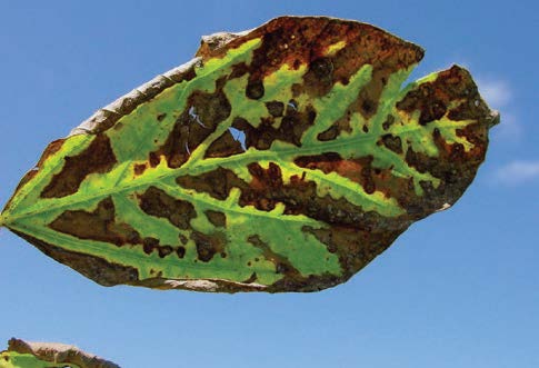 Brown Stem Rot