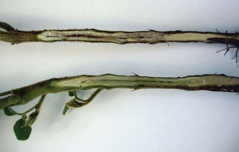 Phytophthora Root Rot