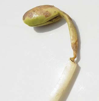 Pythium Root Rot
