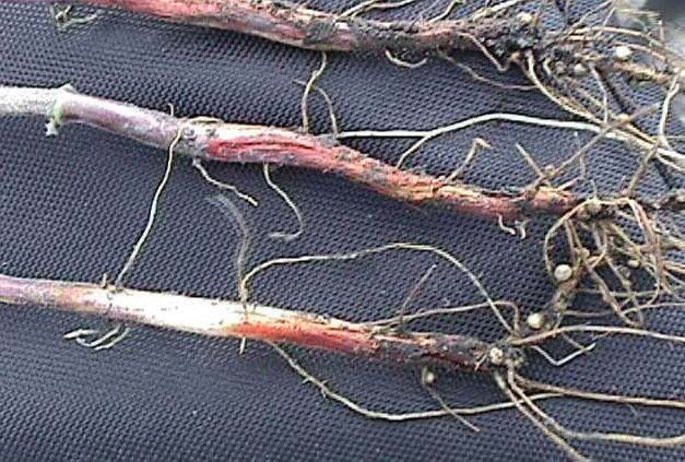 Rhizoctonia Root Rot 