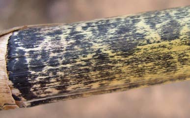 Anthracnose Stalk Rot