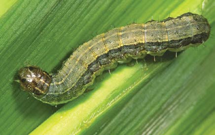 Armyworm