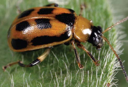 bean leaf beetle