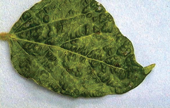 Bean Pod Mottle