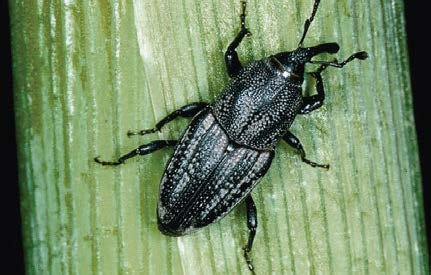 Billbug
