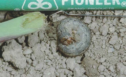 Black cutworm