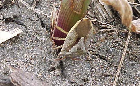 Brown Stink Bug