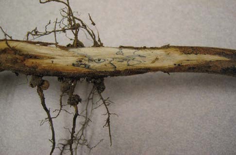 Charcoal Rot