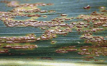 Common Rust