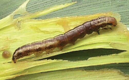 Common Stalk Borer