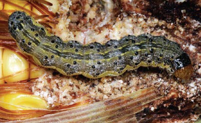 Corn Earworm