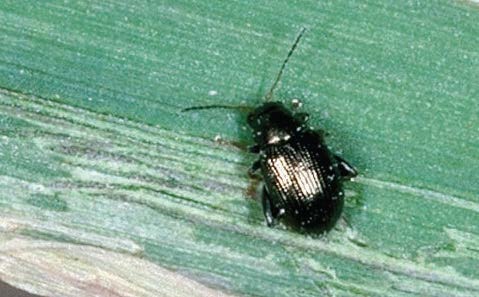 Corn Flea Beetle
