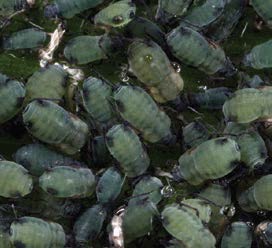 Corn Leaf Aphids