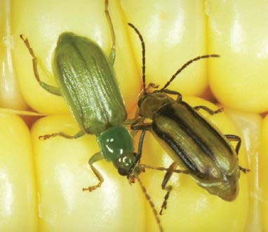 Corn Rootworm Adults