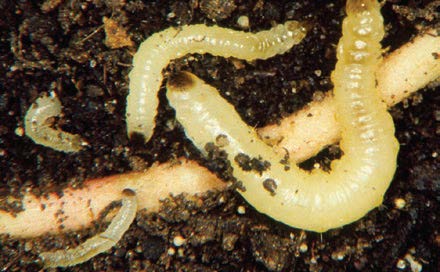 Corn Rootworm Larvae