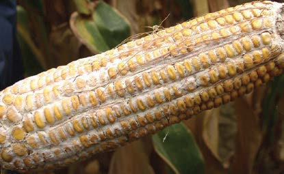 Diplodia Ear Rot