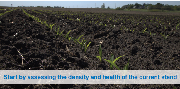 Young Crop Seedlings in Dark Soil Field