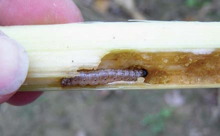 European Corn Borer