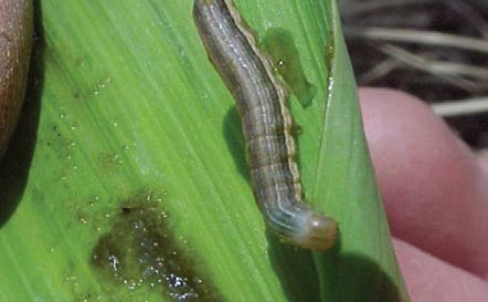 Fall Armyworm