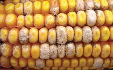 Fusarium Ear Rot