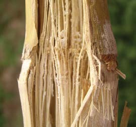 Fusarium Stalk Rot