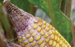 Gibberella Ear Rot