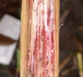 Gibberella Stalk Rot