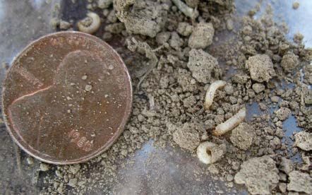 Grape Colaspis