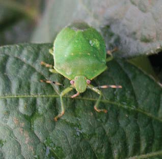 Green stink bug