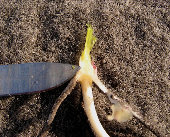 Close-up of Plant Root Cross Section with Knife
