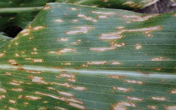Gray Leaf Spot