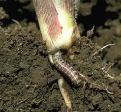 Hop Vine Borer
