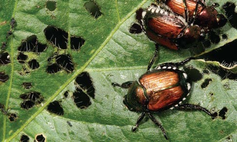 japanese beetle