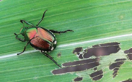 Japanese Beetle