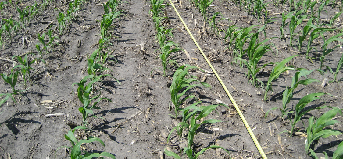 Young corn plants growing in measured field rows