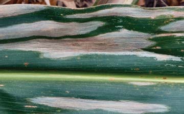 Northern Leaf Blight