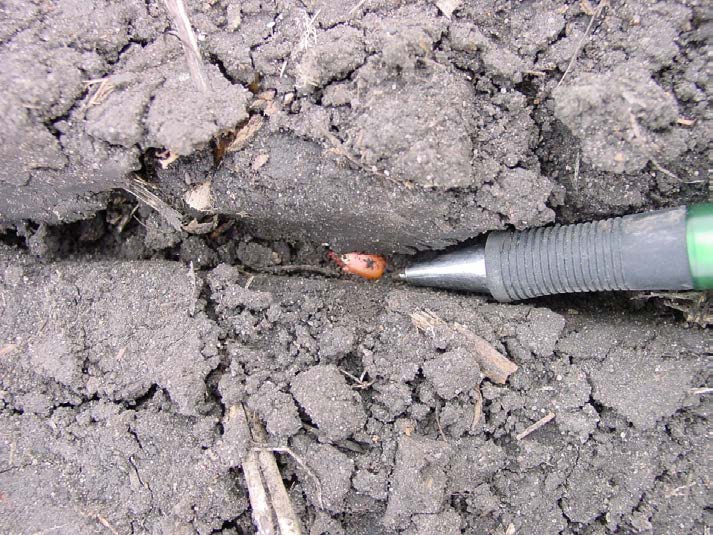 pen pointing to seed in soil